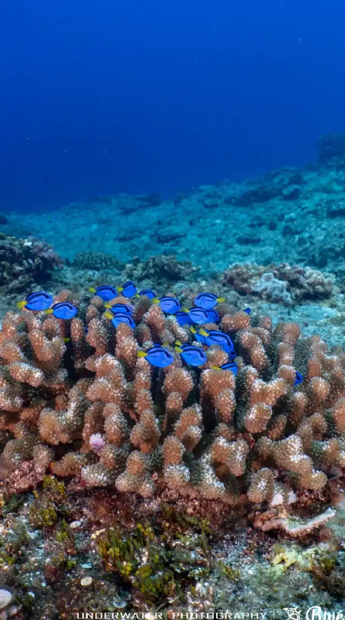 藍洞潛水聊天室