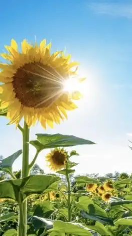 簡單的生活就是幸福🌻45+50+