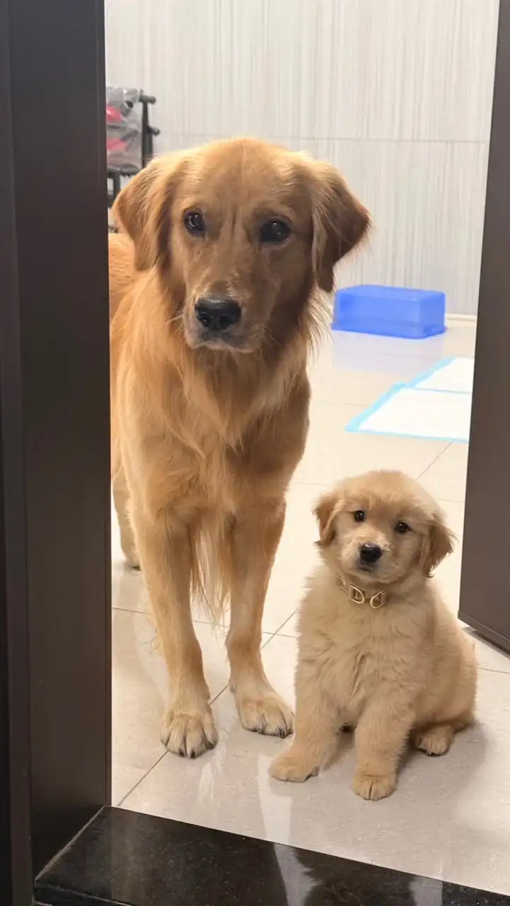 Golden Mo 毛孩選品店