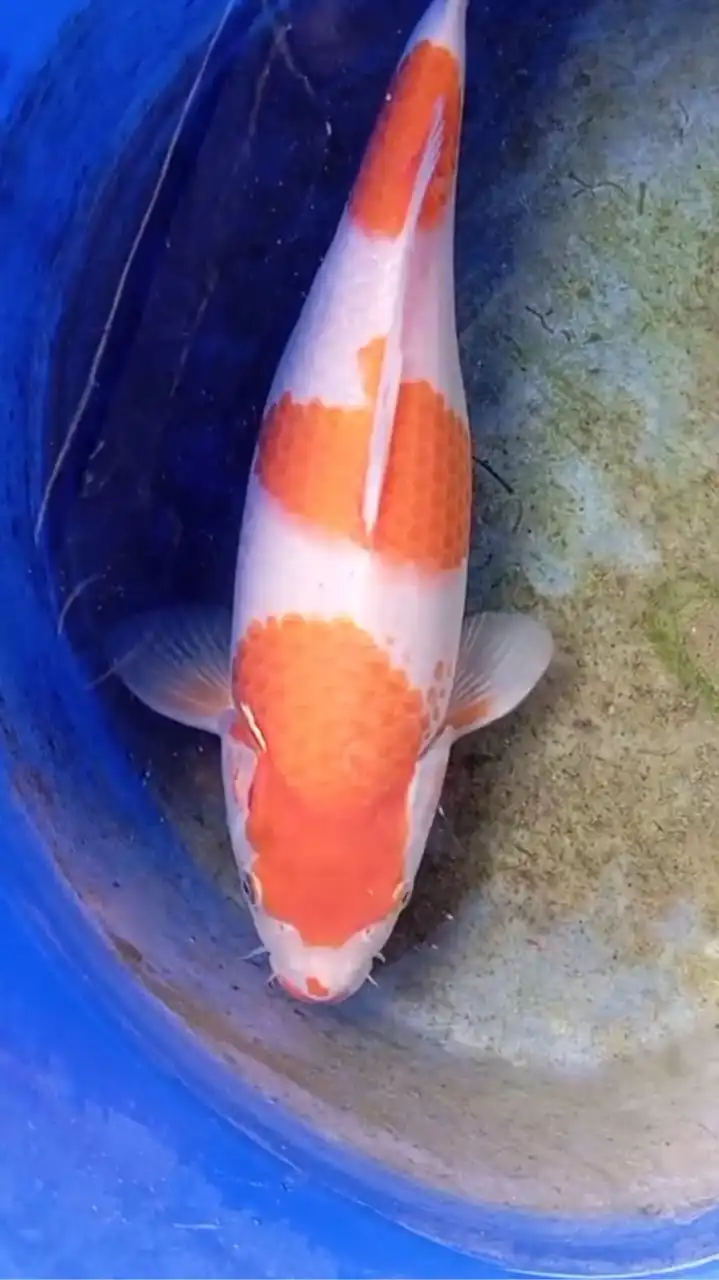 錦鯉樂園