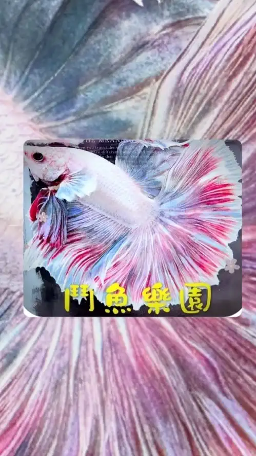 鬥魚樂園