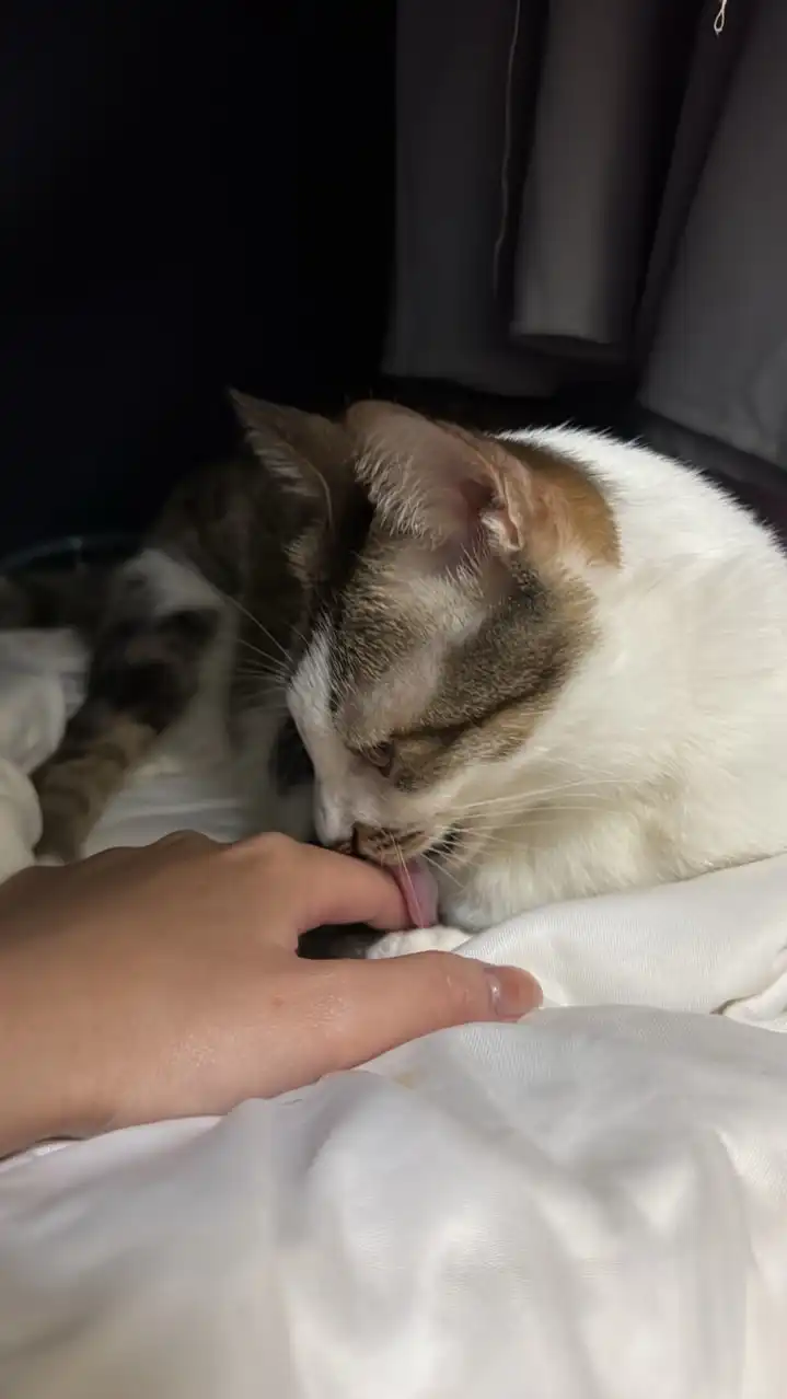 Petdaily 毛孩日常