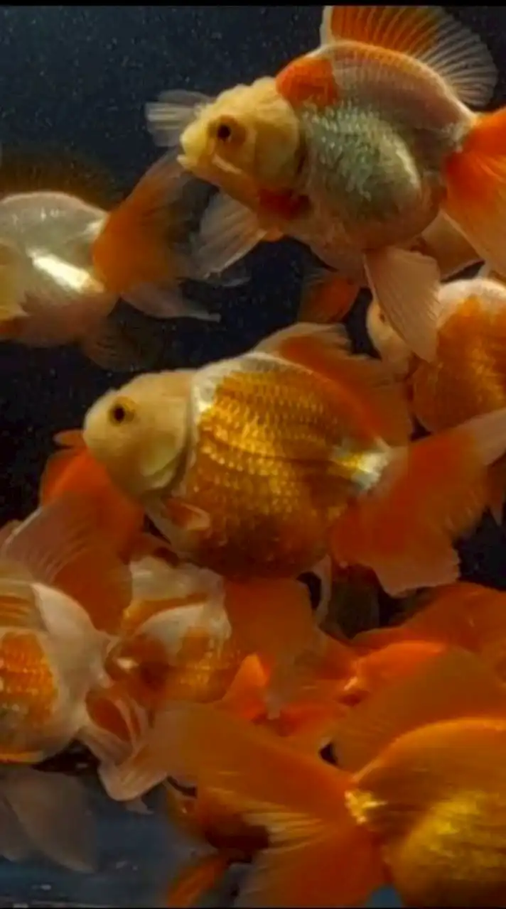 蓁藝觀賞魚批發