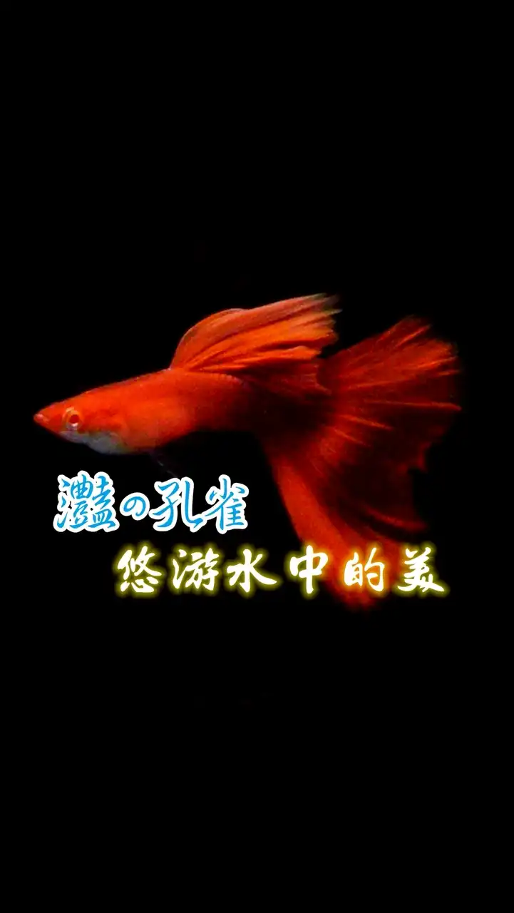 灩の孔雀｜水族觀賞魚．孔雀魚．蝦磚．硝化菌｜