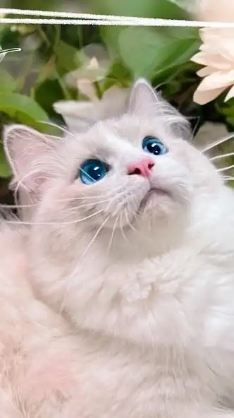 彼岸貓坊 Bian Meow🐾🌸