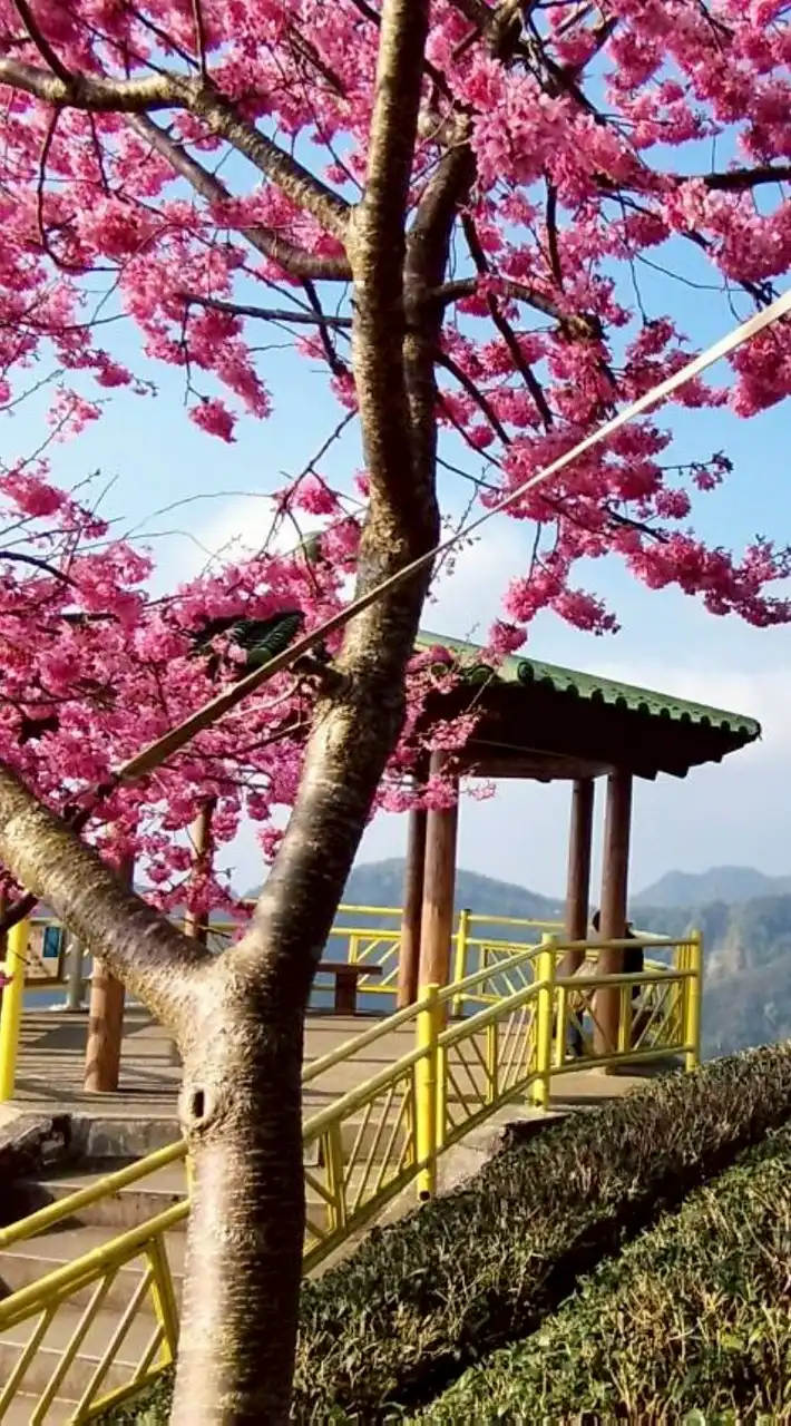 南部 PPL俱樂部