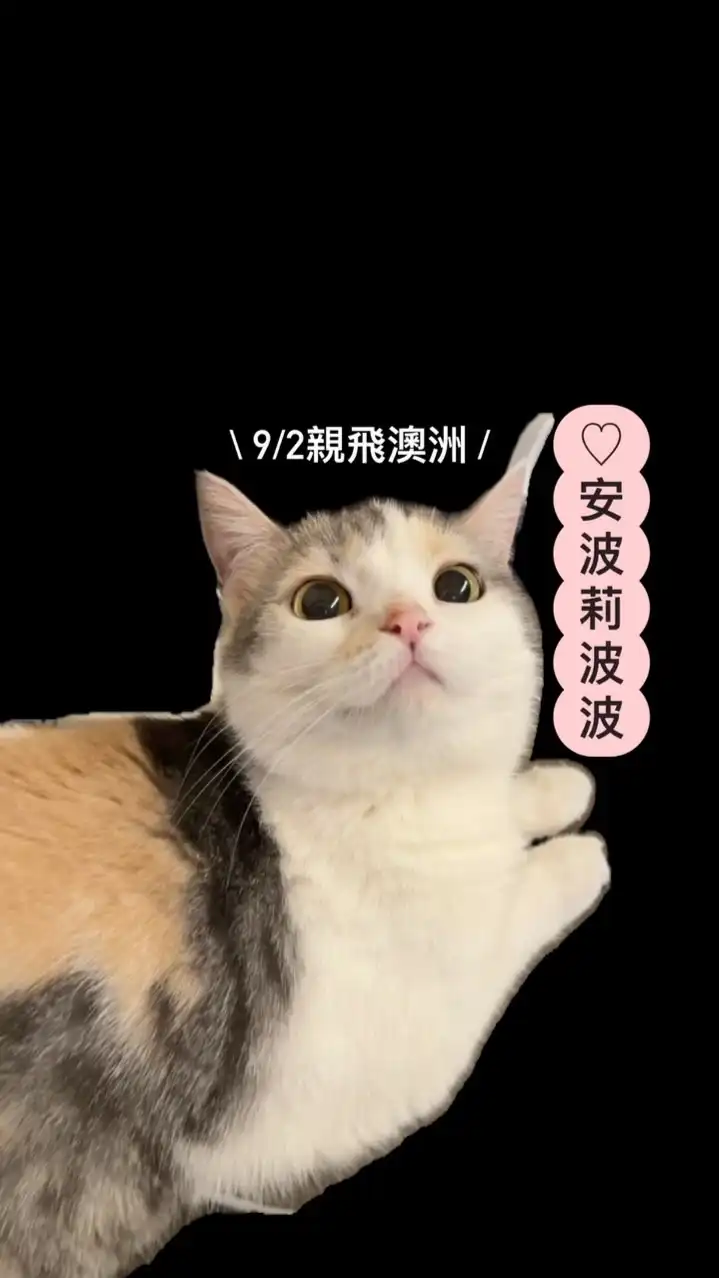 ♡‪ 安波莉波波 ✦ sᴇʟᴇᴄᴛɪᴏɴ 𖤐ˊ˗