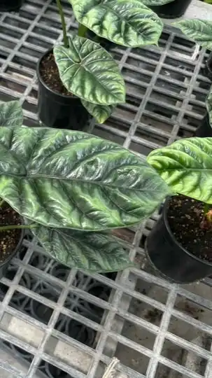 理財菜鳥同樂會