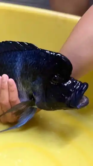 龍魚、慈鯛交流（魔巴薩伊藍）