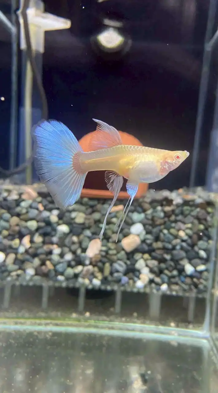 桃園中壢🐟就愛孔雀魚競標🐟蝦卵試管1，2.5，8ML瓶裝，蝦磚1公克~🐟