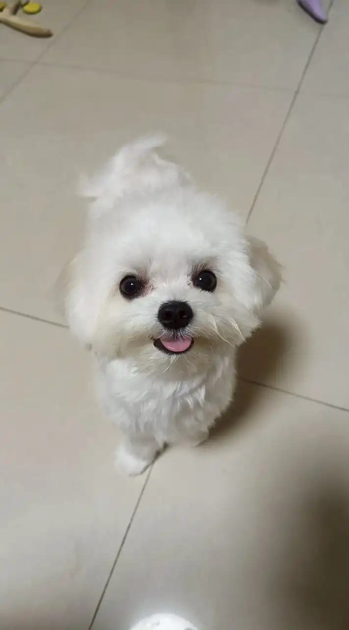 高雄毛孩家庭
