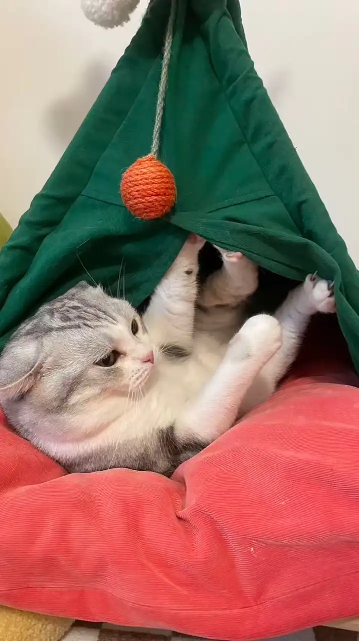 處關係/聊天/吃瓜💗