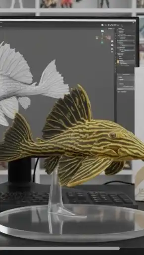 ✧ 南美水池異型魚 ｜ 龍魚 ˖°✧