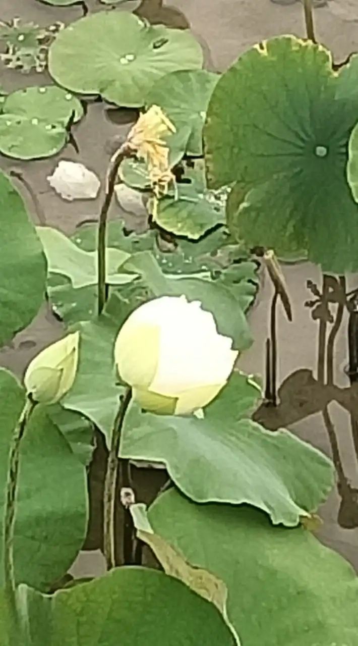 台中特殊家長拉賽(LDS)群