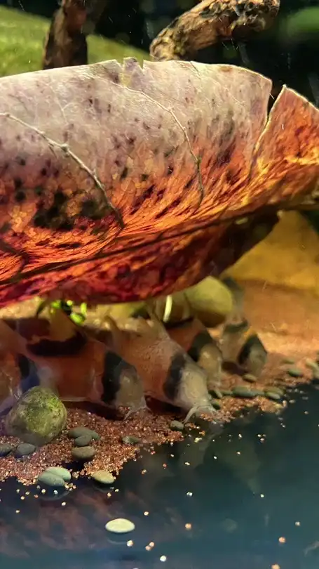 🐠瘋鼠樂水族俱樂部🐠