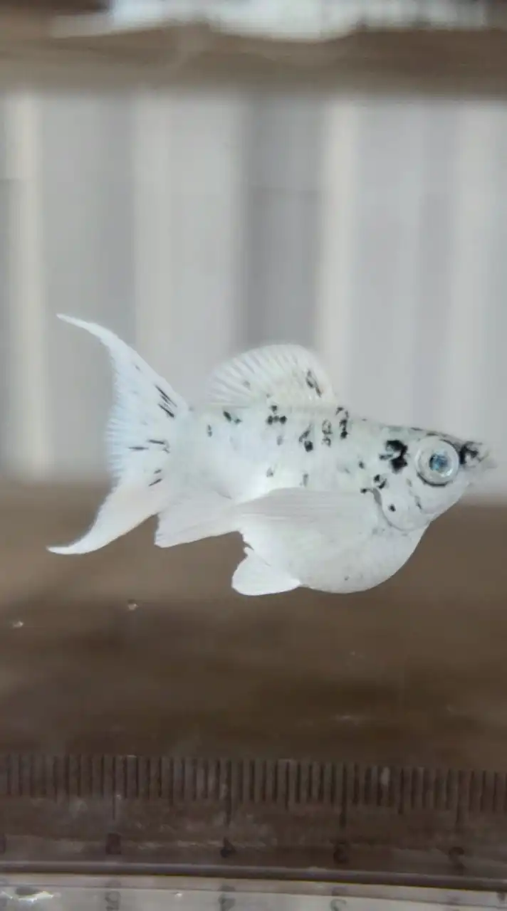 Molly魚球場(茉莉魚)