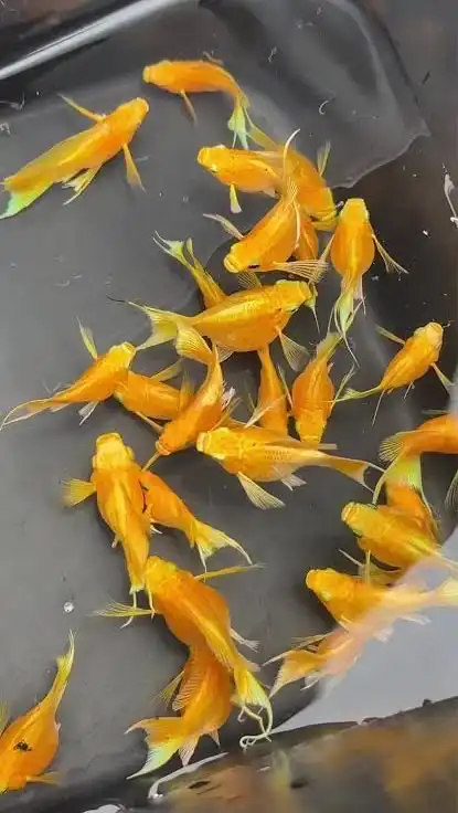 新手群&鬥魚、孔雀、茉莉交流競標社