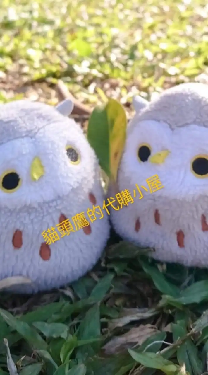 貓頭鷹的代購小屋