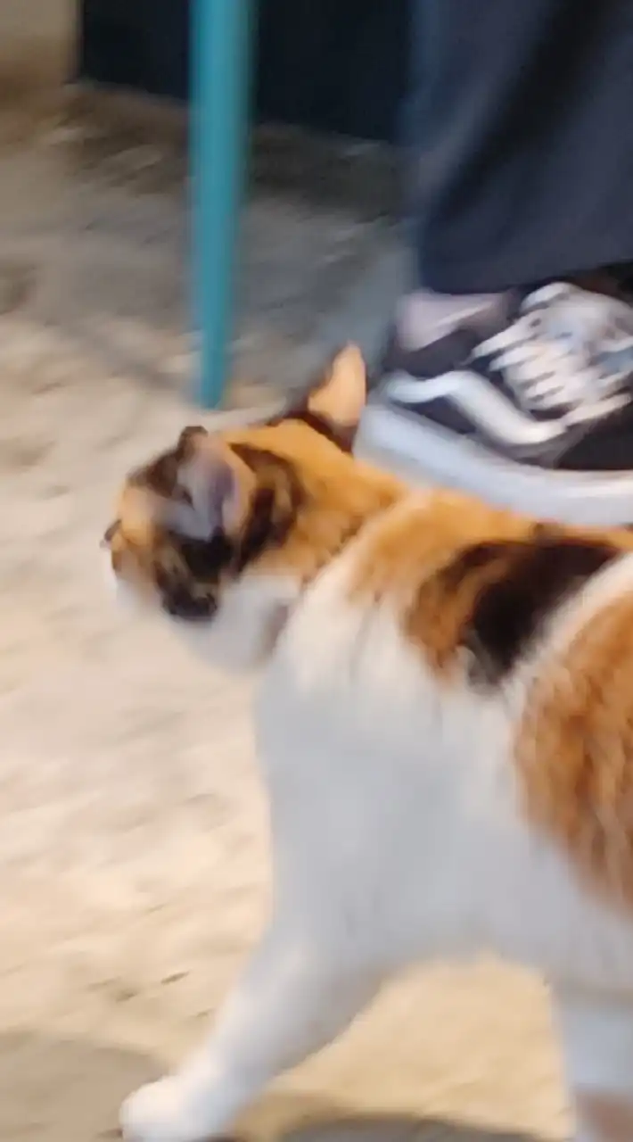 佛系谷美揪團（可私人代購）