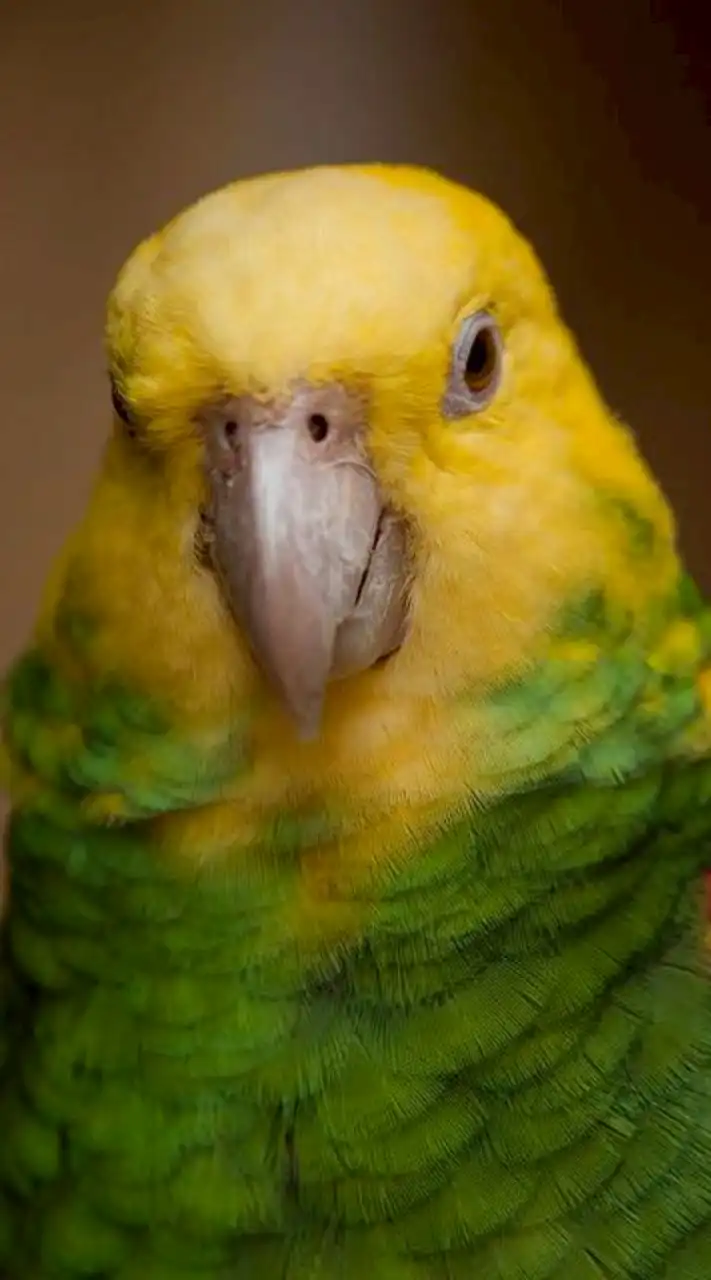 鸚鵡總動員鸚鵡買賣專區