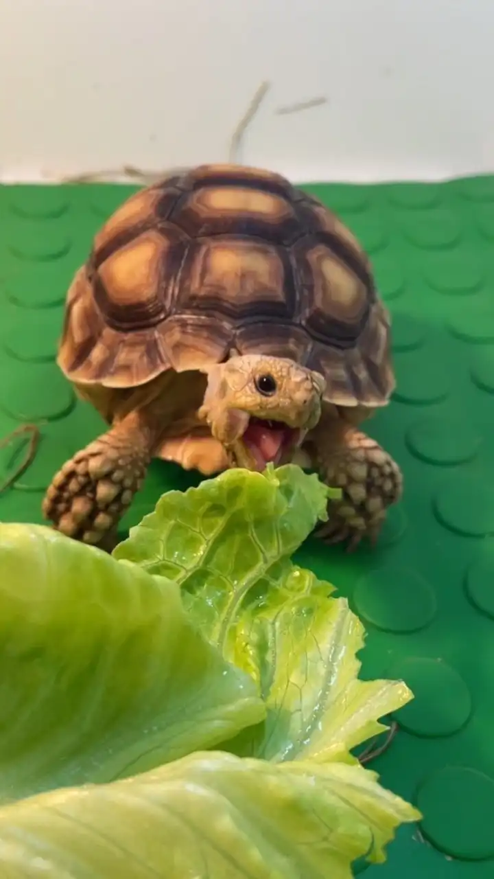 咘龜路爬蟲🐢🦎🐍