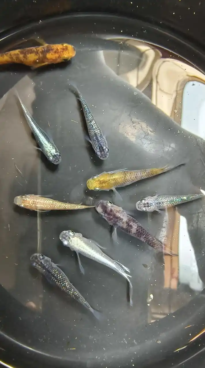 水族造景 美達卡日本稻田魚-柘造景藝術