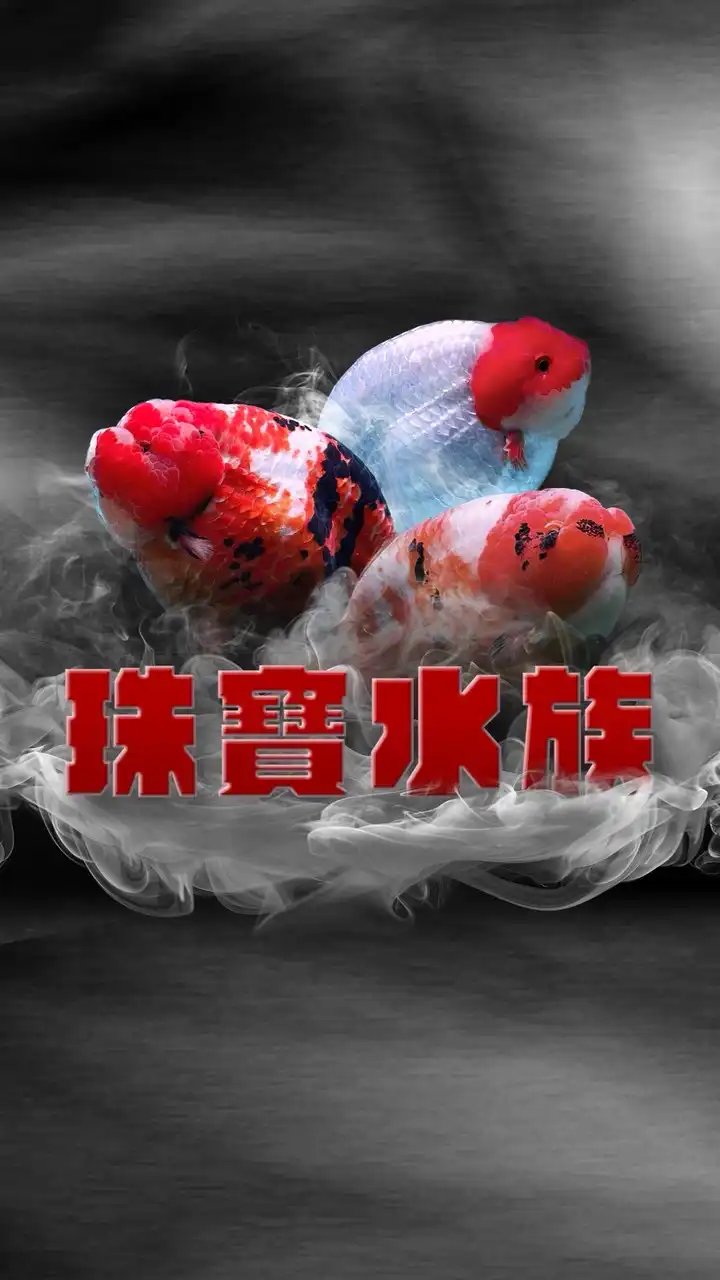 珠寶水族 精品觀賞魚世界