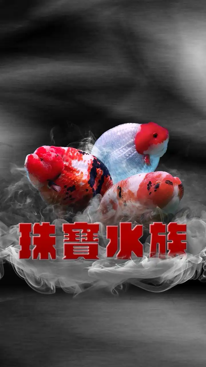 珠寶水族 精品觀賞魚世界