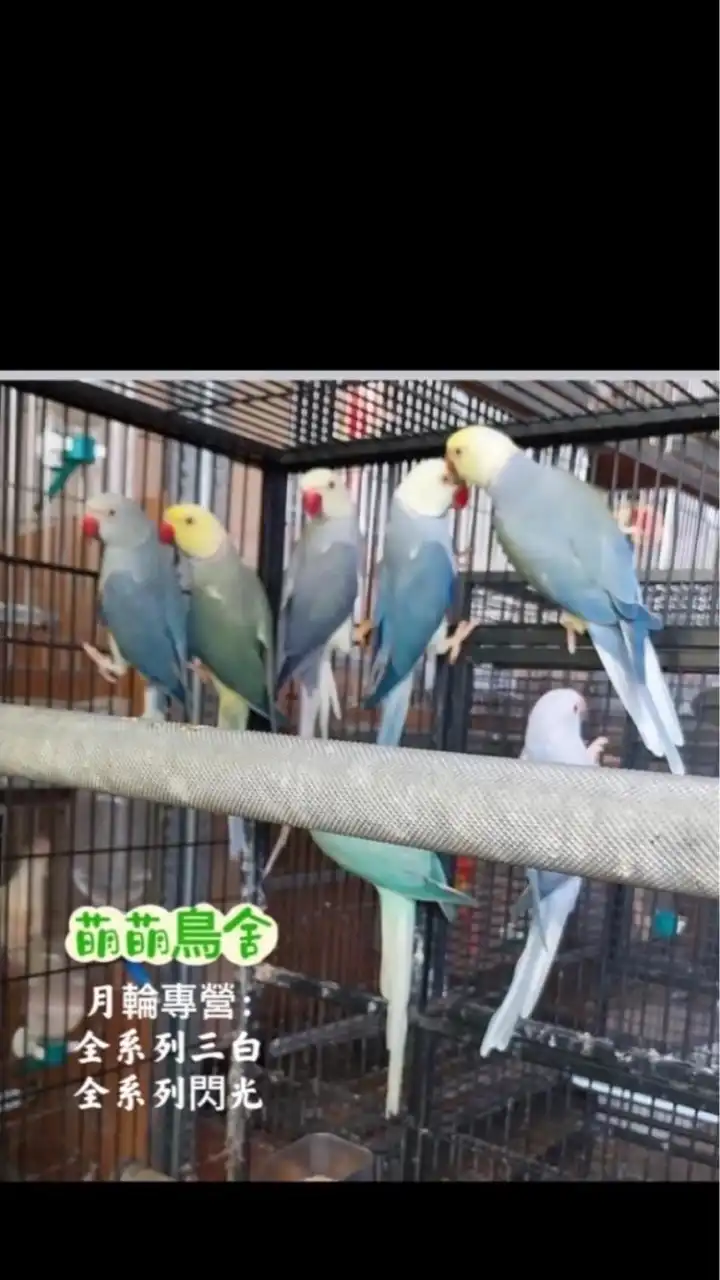 月輪鸚鵡家族