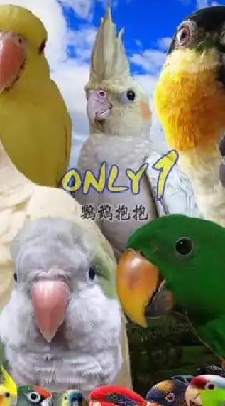 ONLY1 鸚鵡抱抱