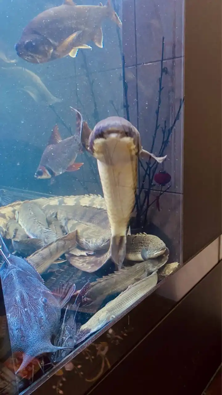 清流水族交流
