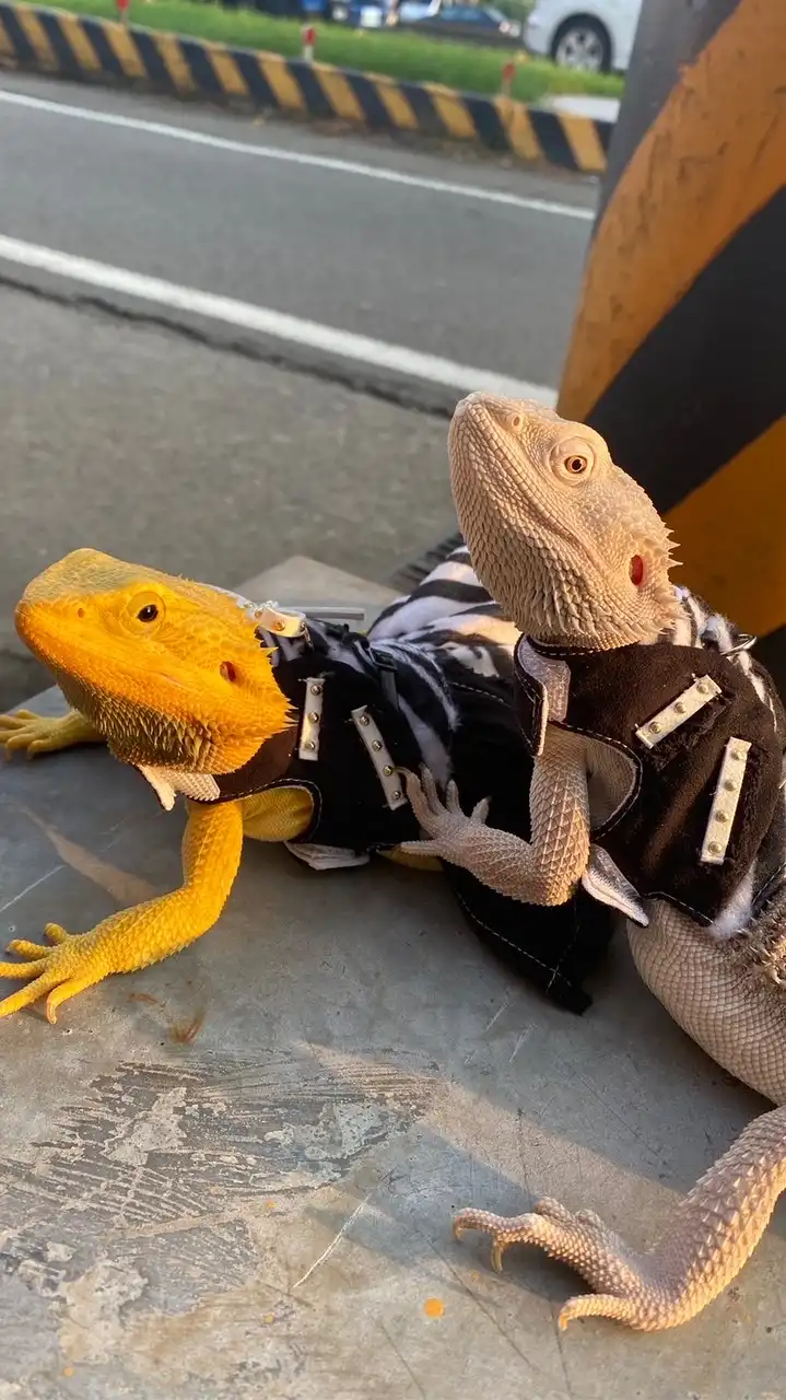 蜥服店Lizard clothing store 💗🦎