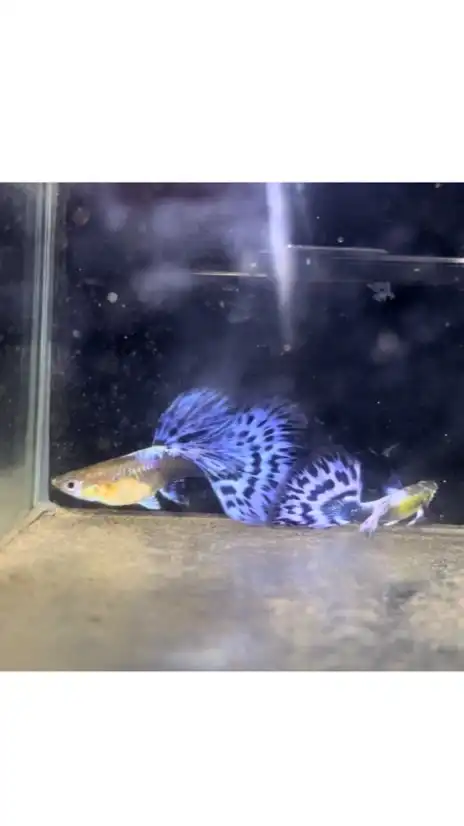 孔雀魚交流競標社群