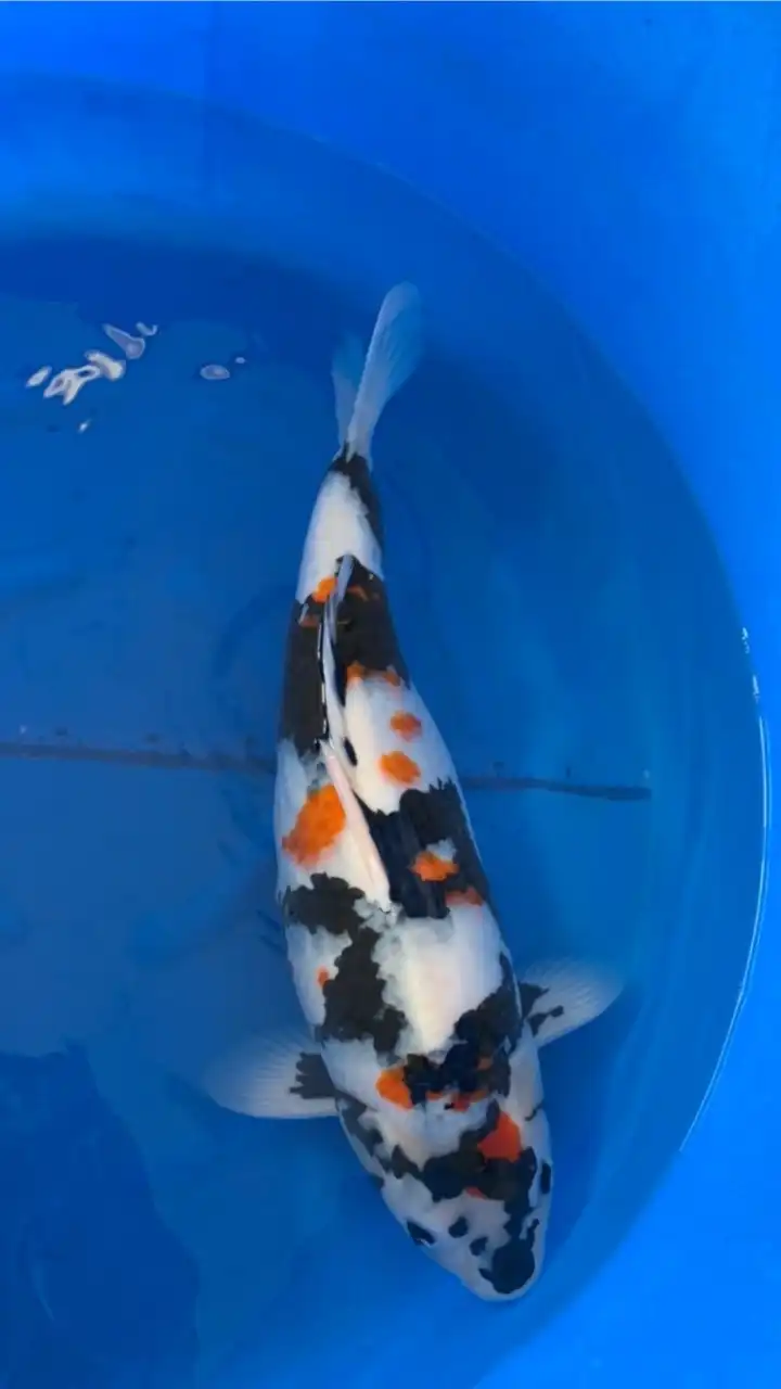 昭和控交流群