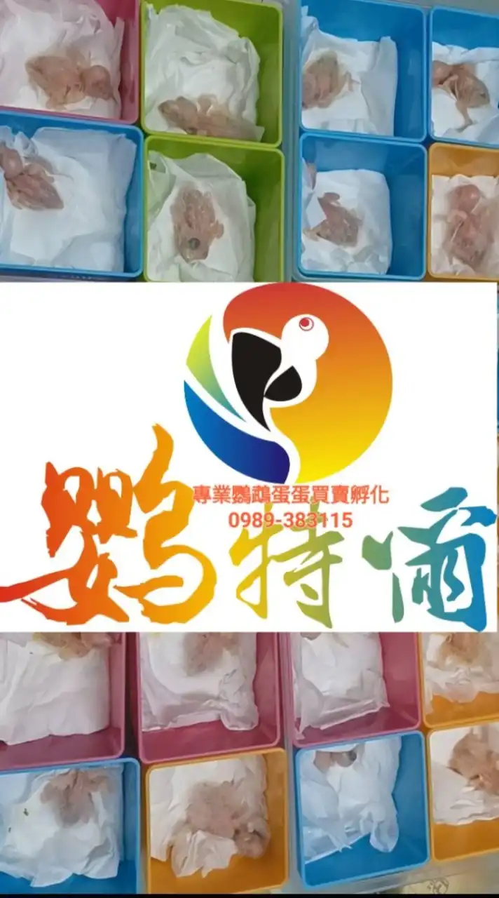 鸚特爾.鸚鵡蛋蛋產銷班