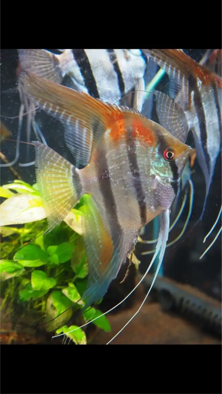 台灣精品神仙魚、七彩神仙魚、野生埃及神仙魚交流、（震珅水族）各式觀賞魚蝦歡迎交流