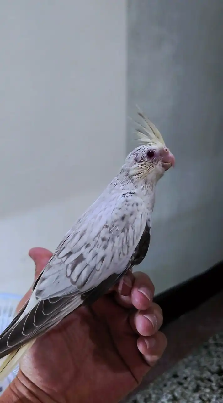 玄鳳卡妹 分享綜合社群