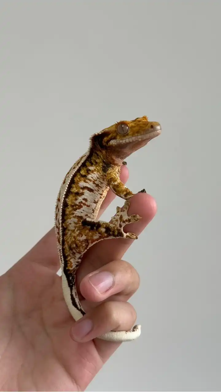 樹棲守宮群