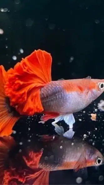 觀賞孔雀魚❤️交流❤️公益❤️guppy