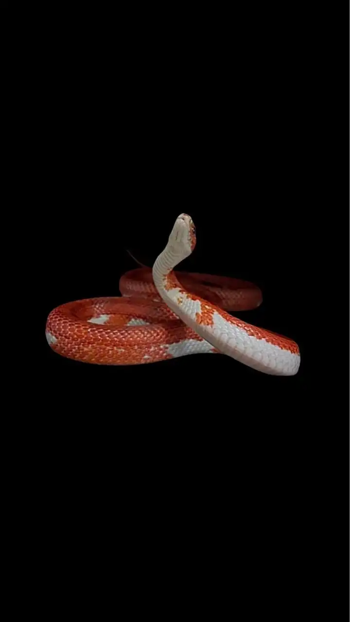 JTScales 蛇類進口群