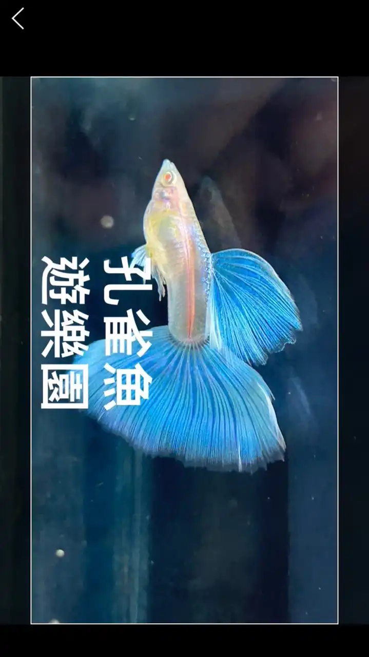孔雀魚 遊樂園