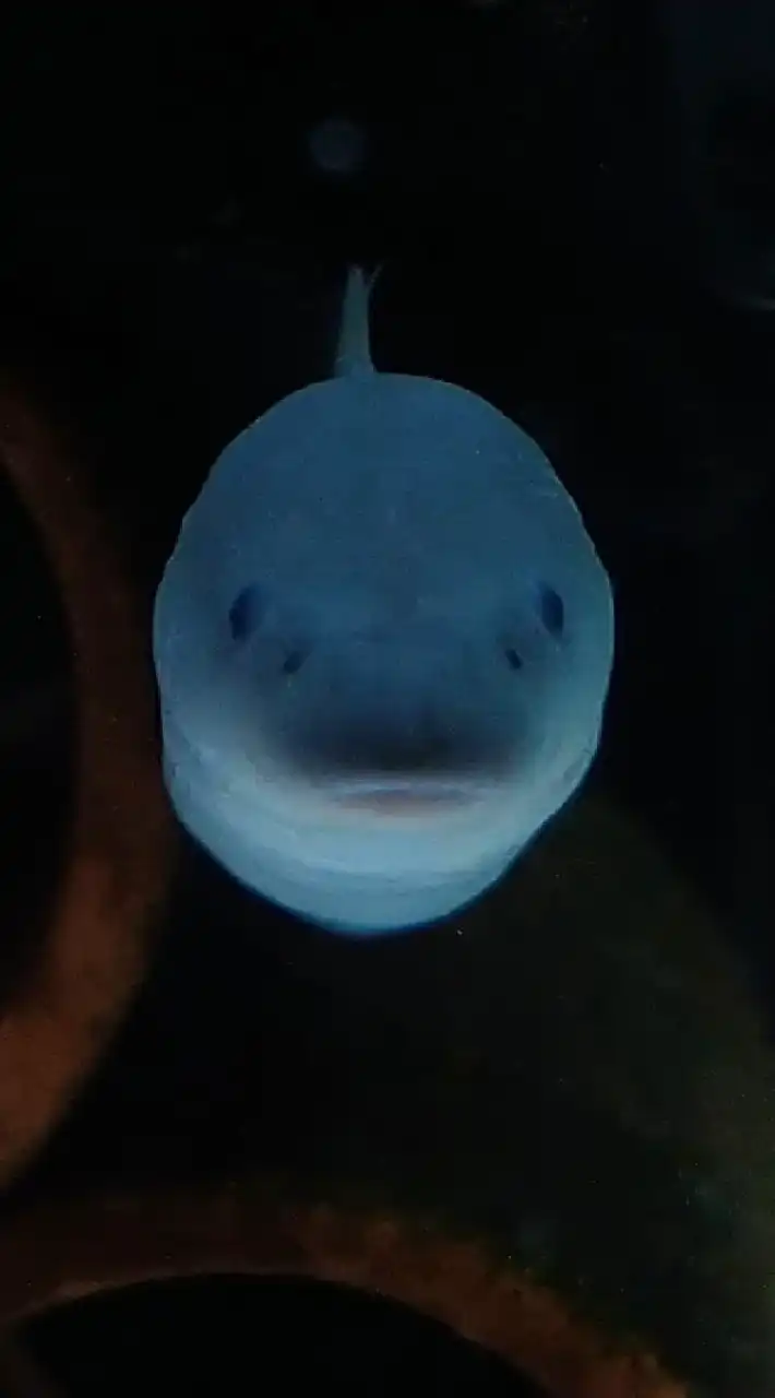 藏坑水族買賣群