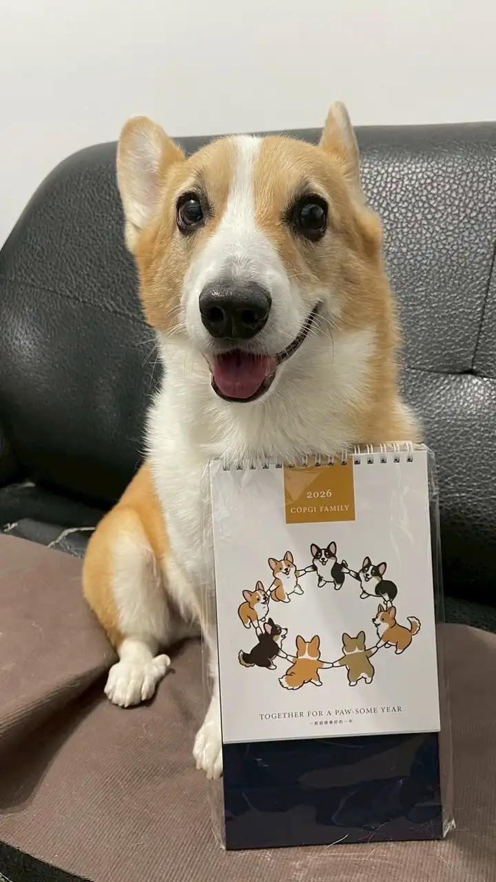 柯基當家-英國皇家高級幼兒學園