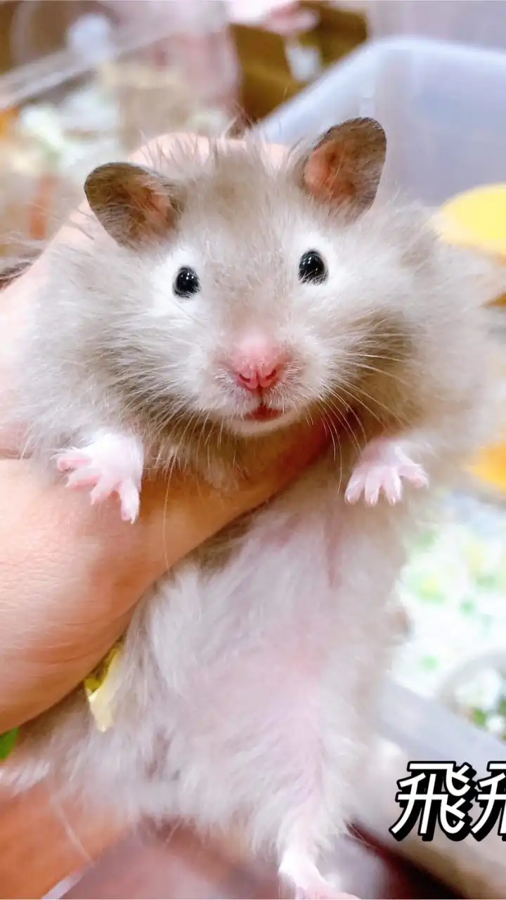 千千貓頭鷹🐹倉鼠、黃金鼠、熊鼠分享討論