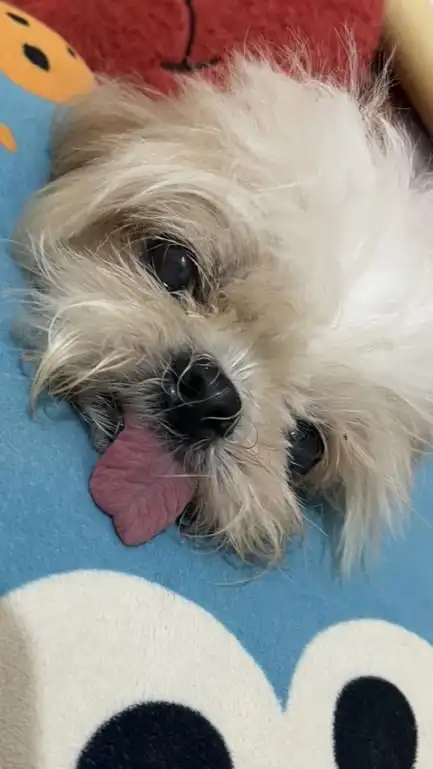 西施犬 狗狗聚在一起
