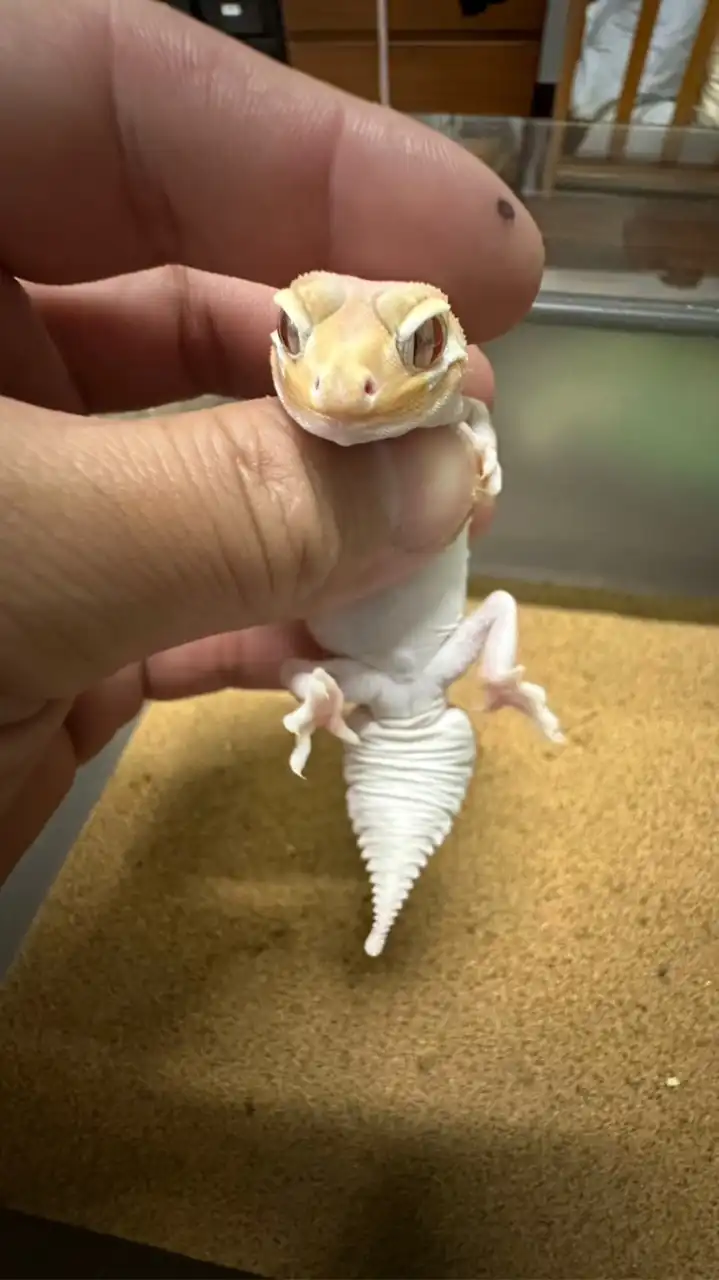 肥瘤客棧
