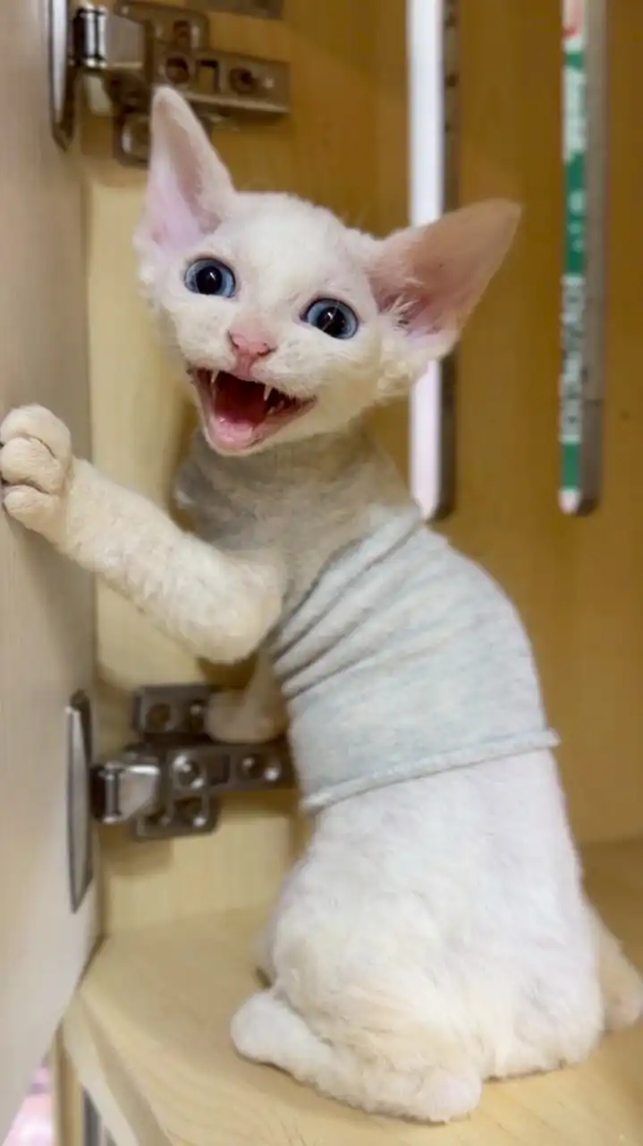 超便宜品種幼貓 英短 曼赤肯 緬因 加菲 金漸層