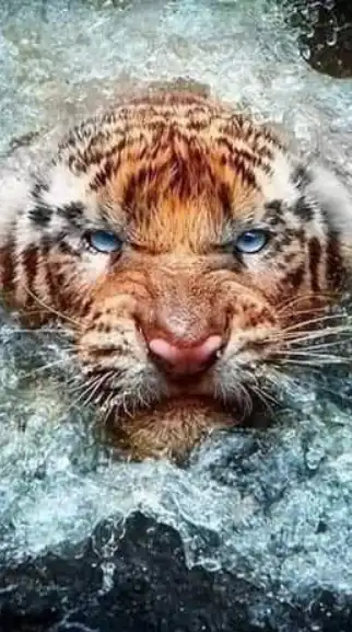 魚管家專業水族團隊