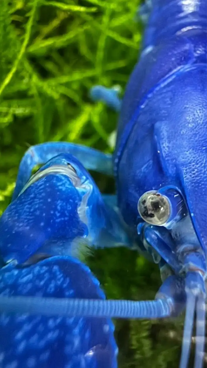 🌟雅閣水族寵物坊特寵業字第1110037號（附屬：殿堂水族）/貓/螯蝦/米蝦/用品