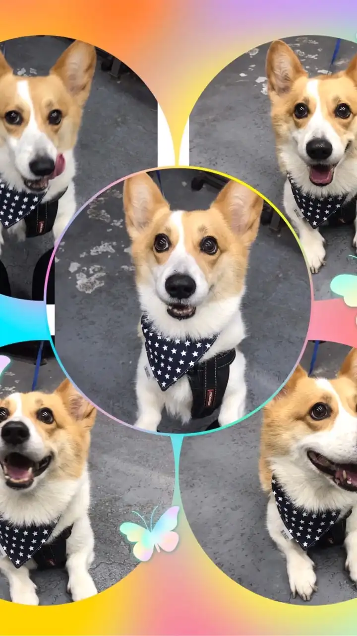 桂桂寵物 狗狗/貓貓罐頭、飼料、零食、玩具、用品